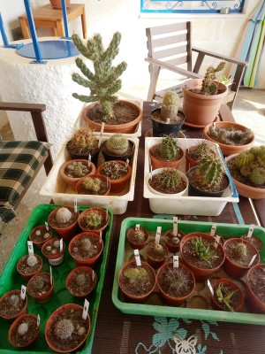 IMG_20181003_093353.jpg (243.14 KiB) 4688 mal betrachtet 26 kleine Kakteen