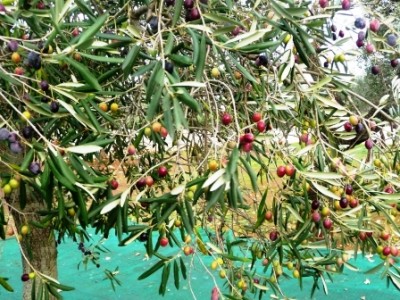 P1010642.JPG (183.32 KiB) 4668 mal betrachtet die Oliven haben schon viel Öl