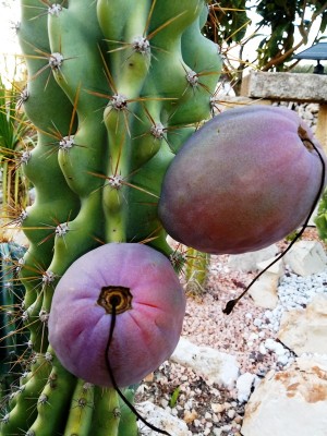 IMG_20181013_174201.jpg (226.27 KiB) 4685 mal betrachtet Felsencactus