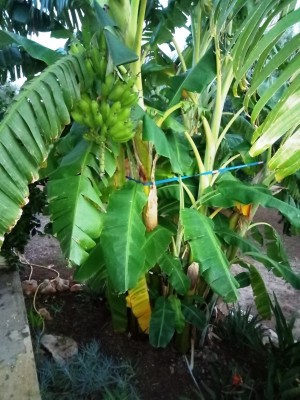 IMG_20181017_181421.jpg (211.5 KiB) 5354 mal betrachtet Bananenstaude