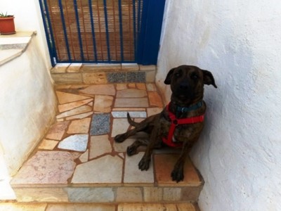 IMG_20181112_085342.jpg (86.68 KiB) 50124 mal betrachtet Sasha 9 Monate