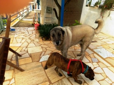 IMG_20181112_085303.jpg (104.21 KiB) 51136 mal betrachtet Enise mit Erziehungsmaßnahmen