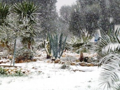 Agaven im Winterkleid