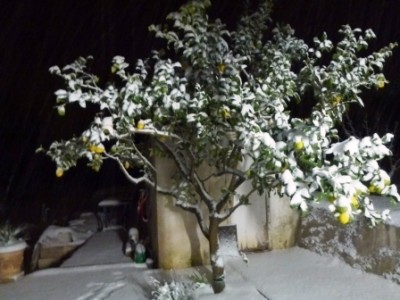 Zitronenweihnachtsbaum im Schnee.JPG